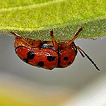 Cryptocephalus species